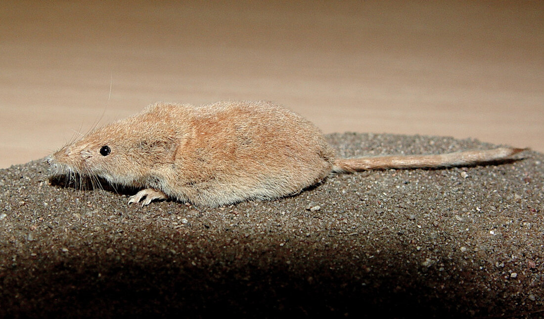zu sehen ist eine Maus, die keine Maus ist, sondern ein Insektenfresser