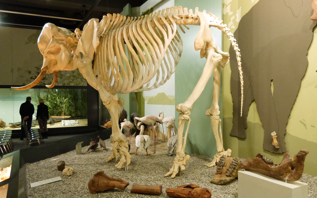 Naturmuseum, Augsburg Alle Museen, auch als App