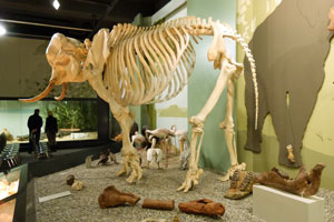Dem Naturmuseum gelang es im Jahr 2004 durch eine aufwändige Grabung, Reste eines bisher in dieser Vollständigkeit und Erhaltung sicherlich einmaligen fossilen Urelefanten zu bergen. Quelle: Stadt Augsburg