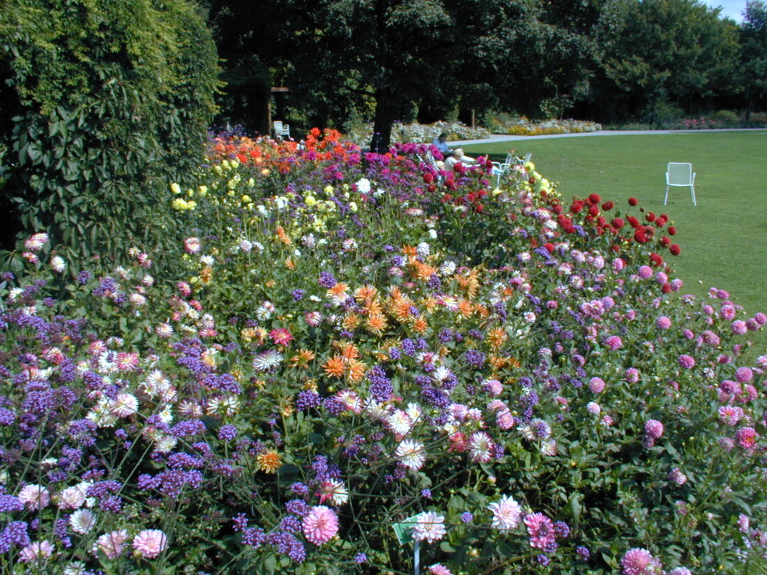 Buntes Dahlienfeld - im Hintergrund eine Wiese
