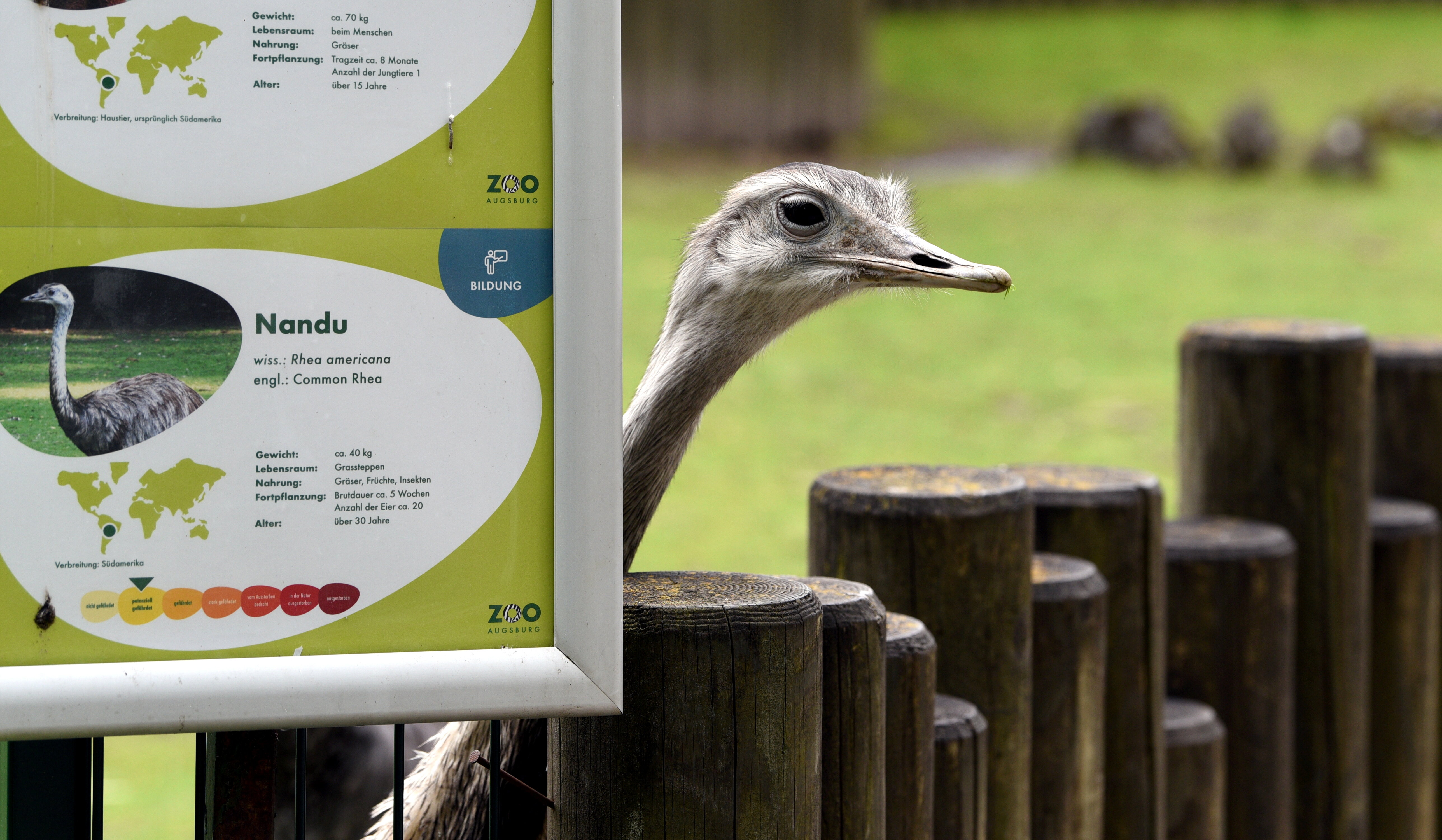 Ein Laufvogel steht neben einer Info-Tafel im Augsburger Zoo
