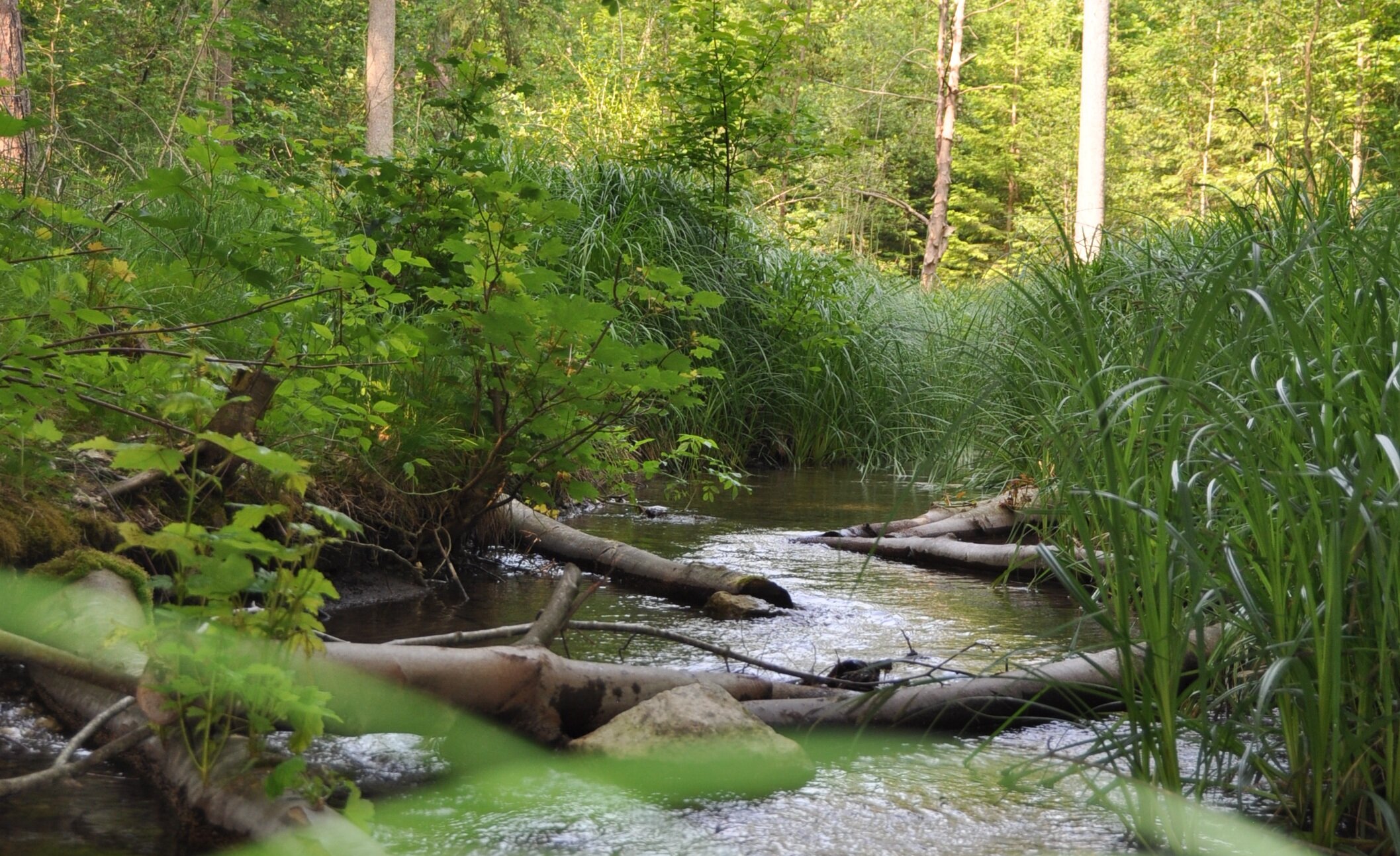 Ein Bach im Wald. Im Wasser liegen Baumstämme und anderes Holz