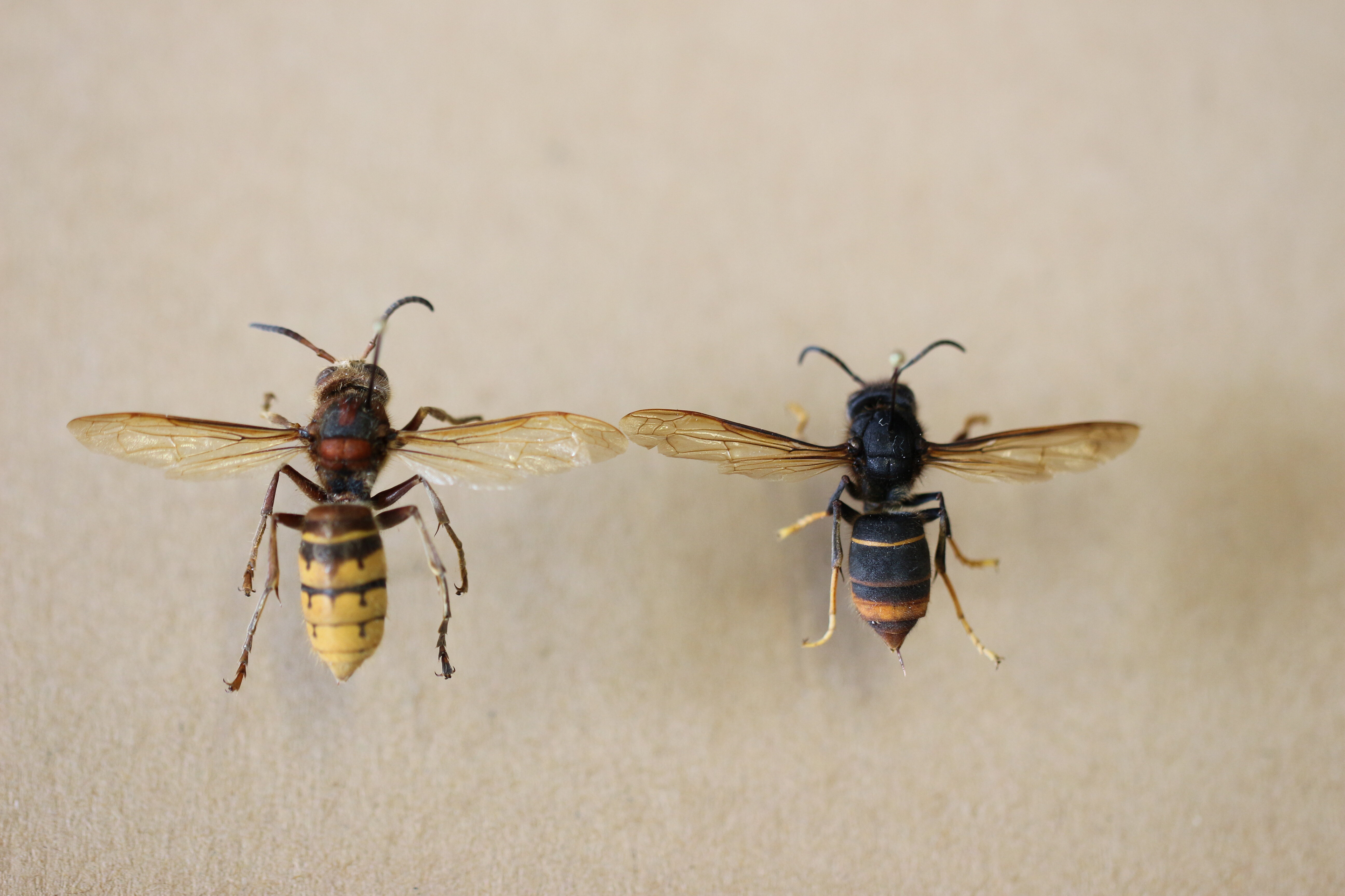 zwei Insekten mit ausgebreiteten Flügeln