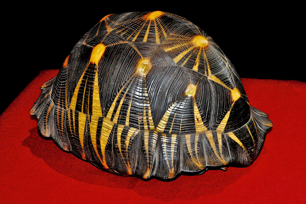 Panzer einer Strahlenschildkröte auf rotem Grund