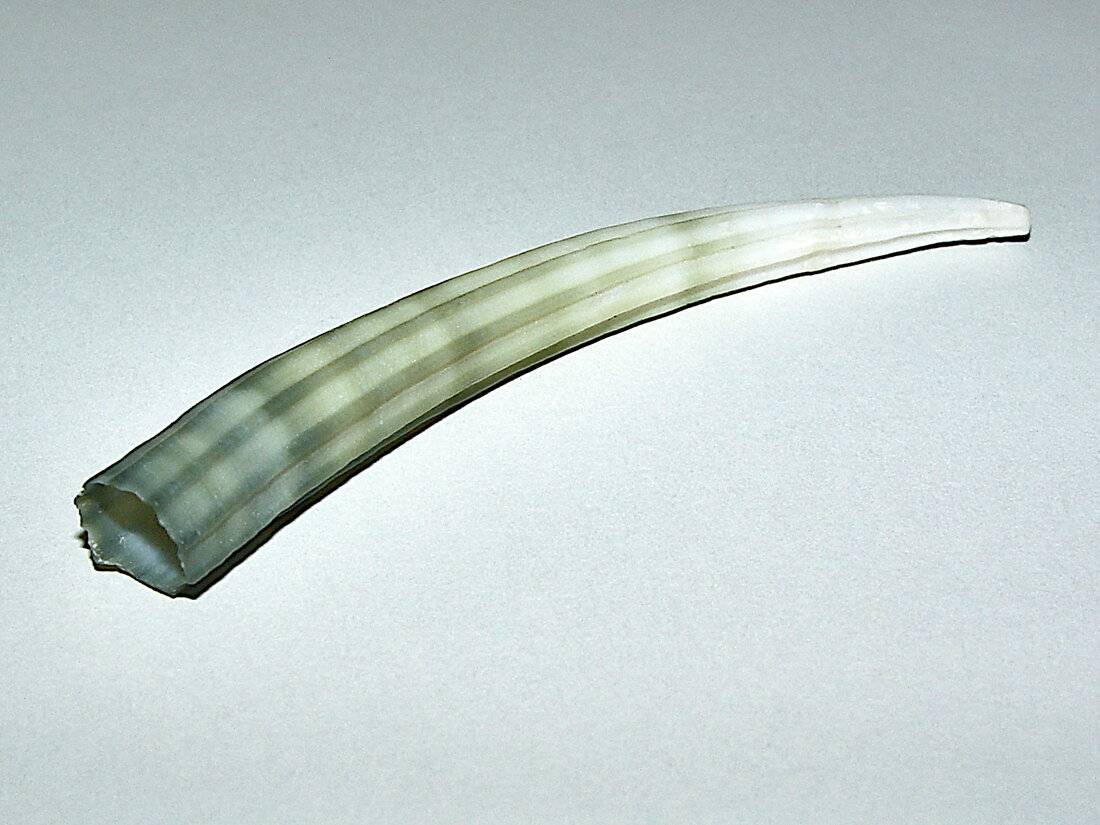 Das Gehäuse eines Kahnfüßers der Art Dentalium elephantinum (Trivialname: Elefantenzahn.