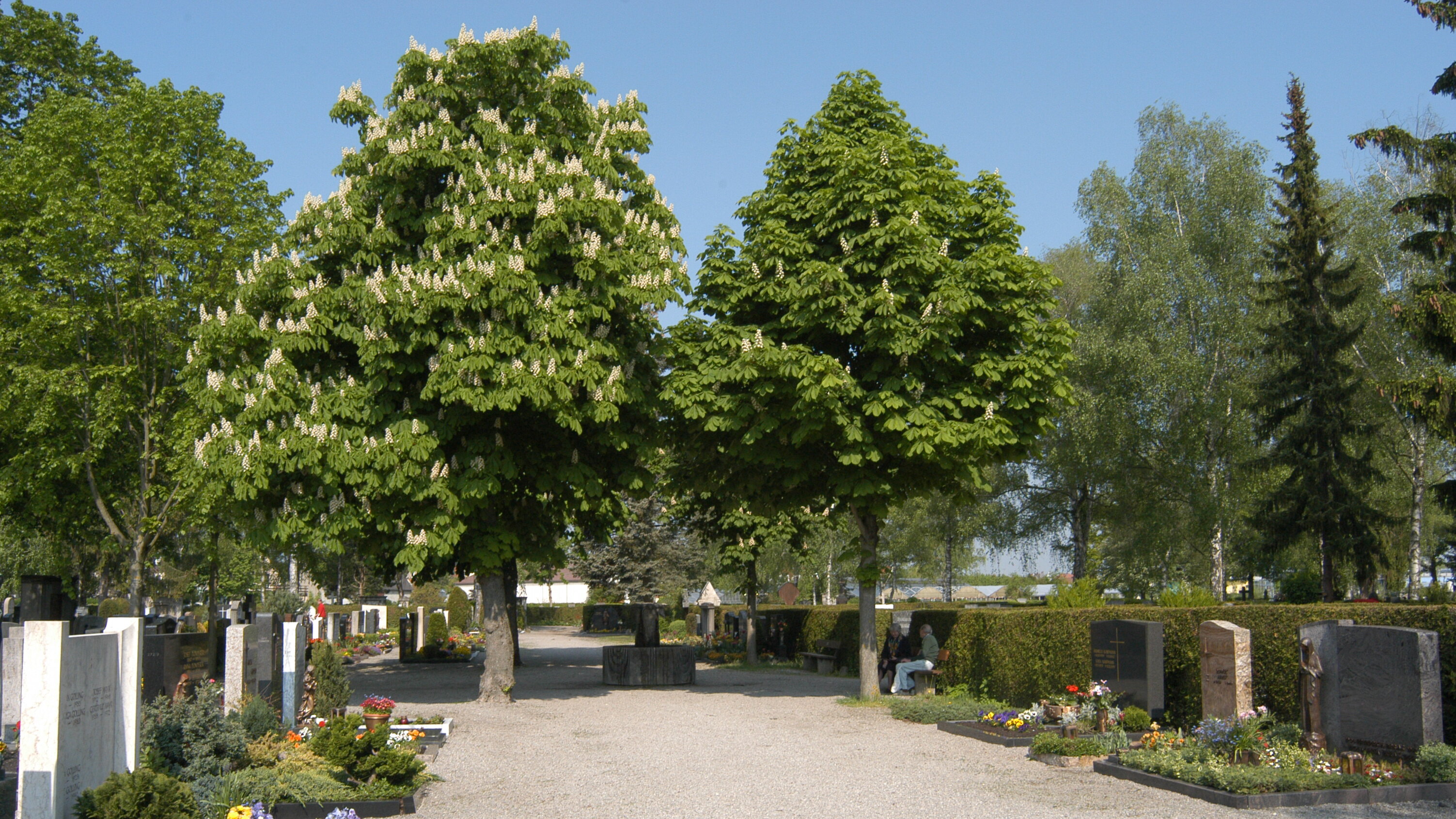 Kiesweg, im Hintergrund hohe Bäume, rechts und links Erdgräber mit Grabsteinen und Blumenschmuck