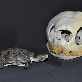 Sumpfschildkröte und Schädel einer Lederschildkröte
