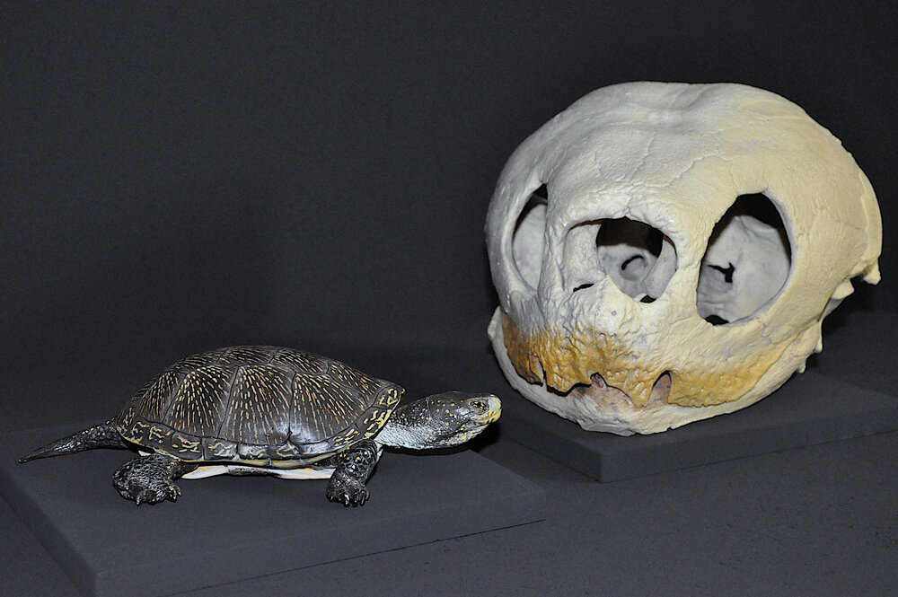 Sumpfschildkröte und Schädel einer Lederschildkröte