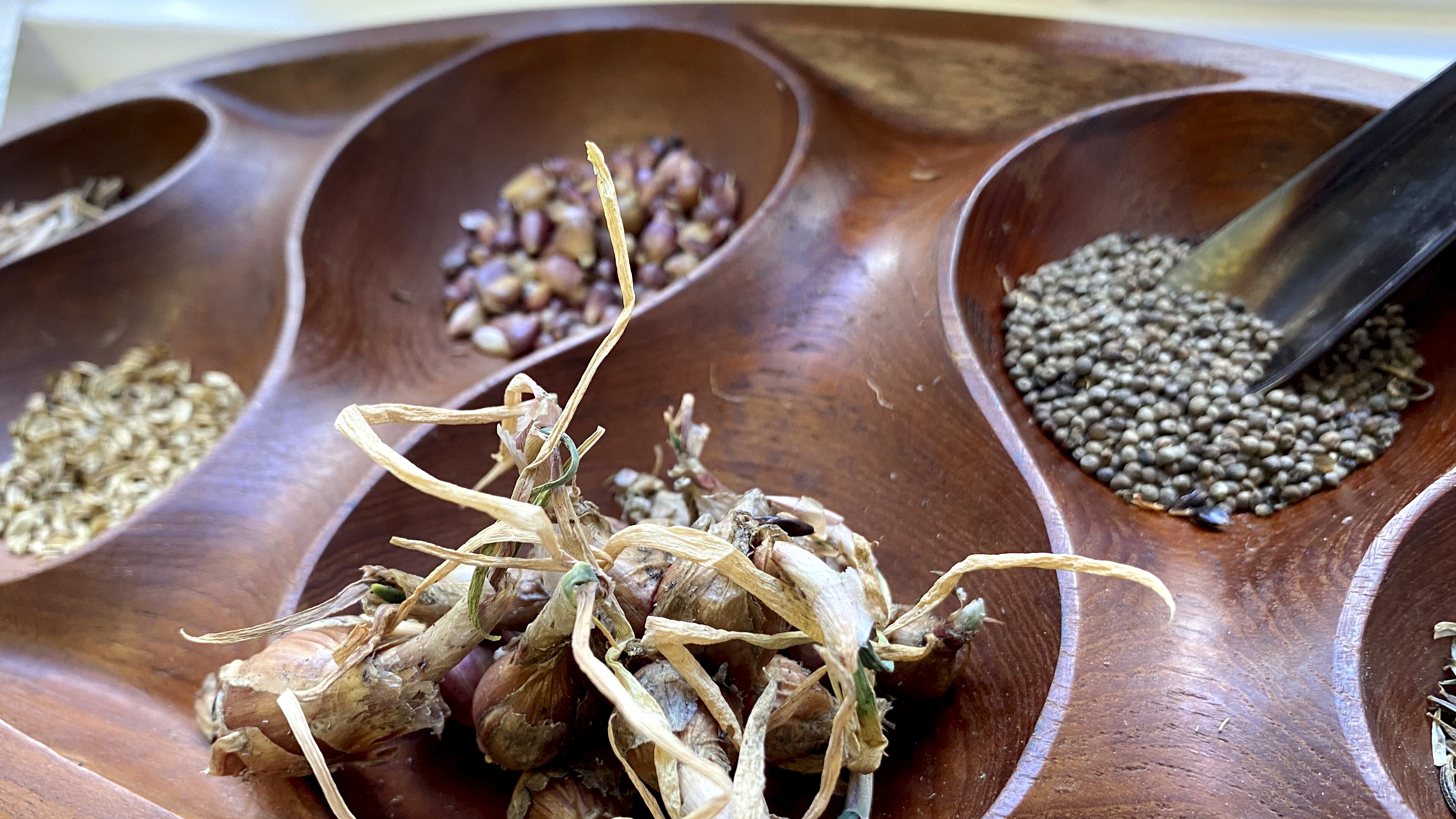 In einer Schale aus dunklem Holz liegen in verschiedenen Ausbuchtungen unterschiedliche Samenkörner und Brutzwiebeln.