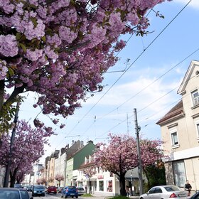 Rosa blühende Kirschbäume an der Ulmer Straße
