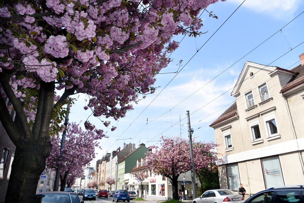 Rosa blühende Kirschbäume an der Ulmer Straße