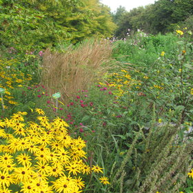 Herbststauden in bunter Fülle. Sie verwandeln viele Beete im Botanischen Garten in ein spätsommerliches Farbenmeer.