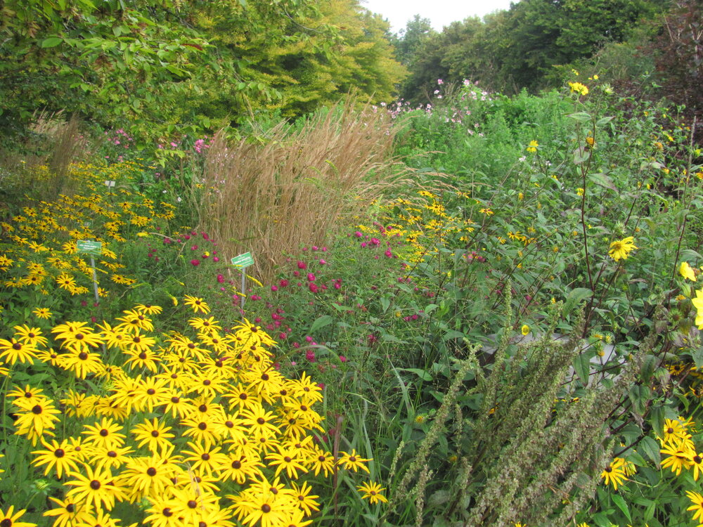 Herbststauden in bunter Fülle. Sie verwandeln viele Beete im Botanischen Garten in ein spätsommerliches Farbenmeer.