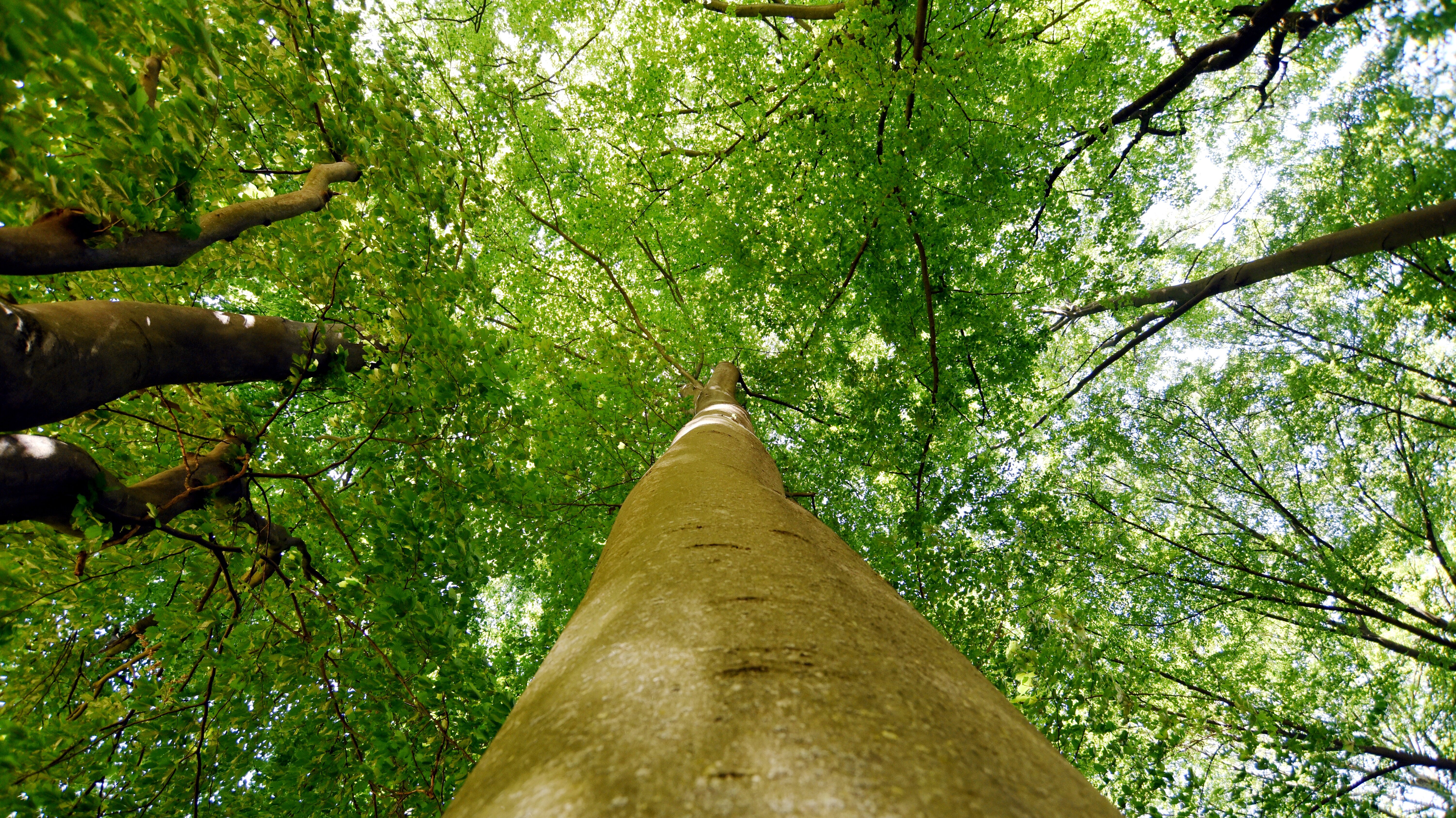 Auf dem Foto ist das Blätterdach eines Waldes zu sehen