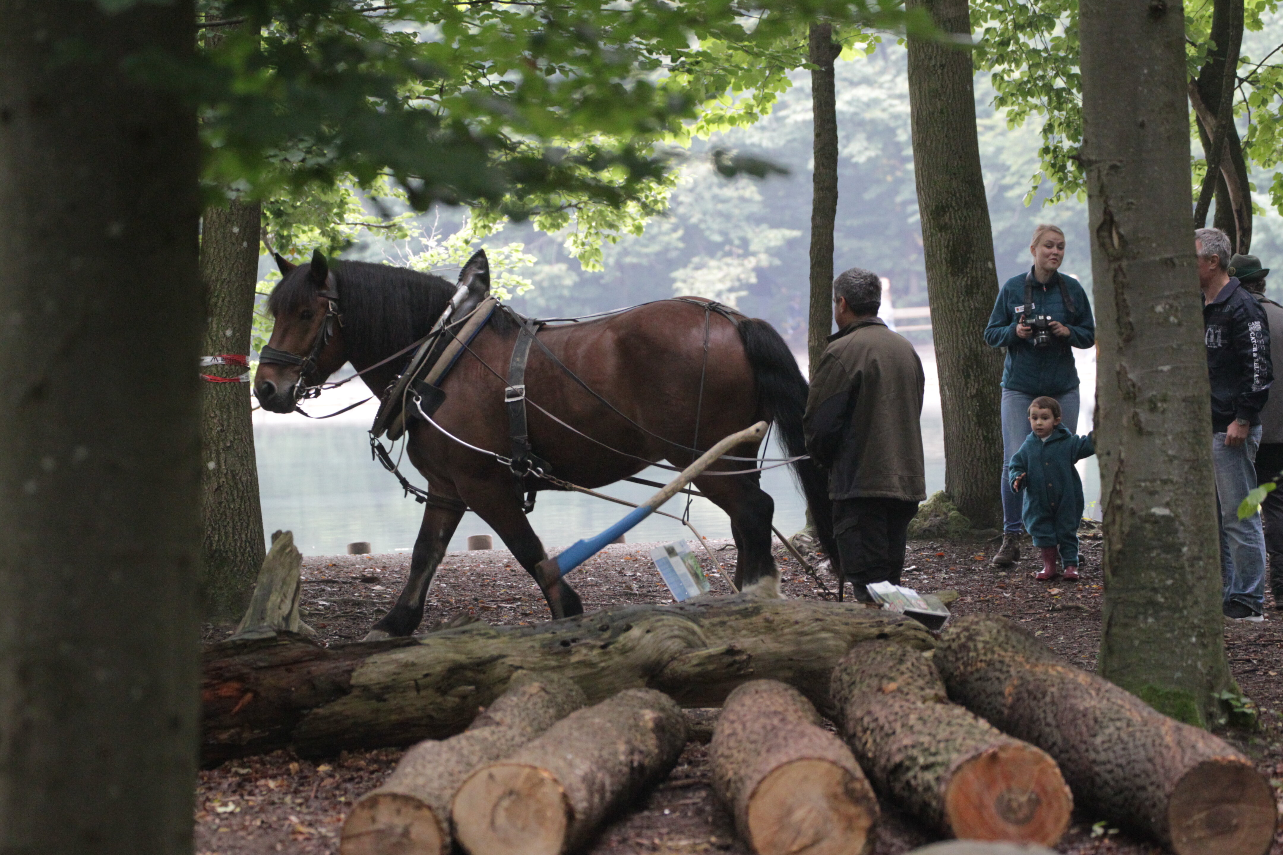 Ein Pferd mit Führer im Wald, vor seinen Hufe einige geschlagene Baumstämme