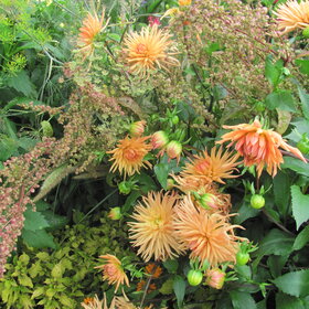 Herbststauden in bunter Fülle. Sie verwandeln viele Beete im Botanischen Garten in ein spätsommerliches Farbenmeer.