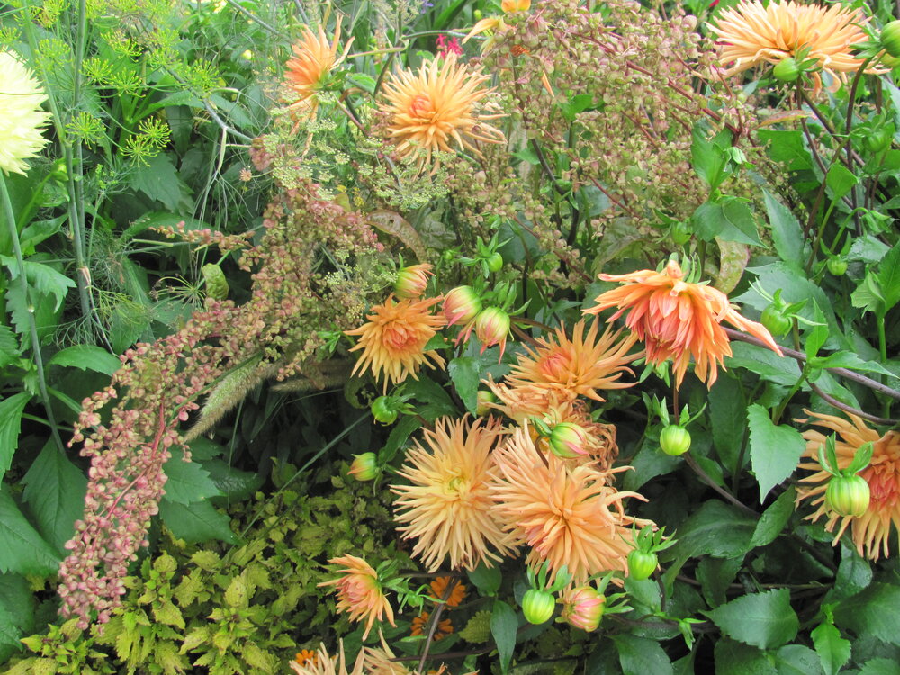 Herbststauden in bunter Fülle. Sie verwandeln viele Beete im Botanischen Garten in ein spätsommerliches Farbenmeer.