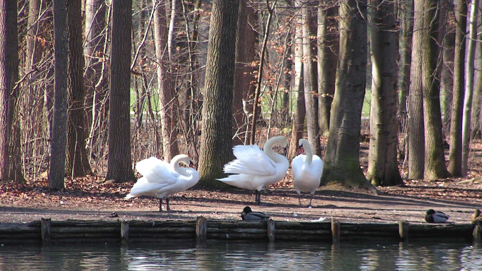 Drei Schwäne und mehrere Enten am Ufer eines Sees..