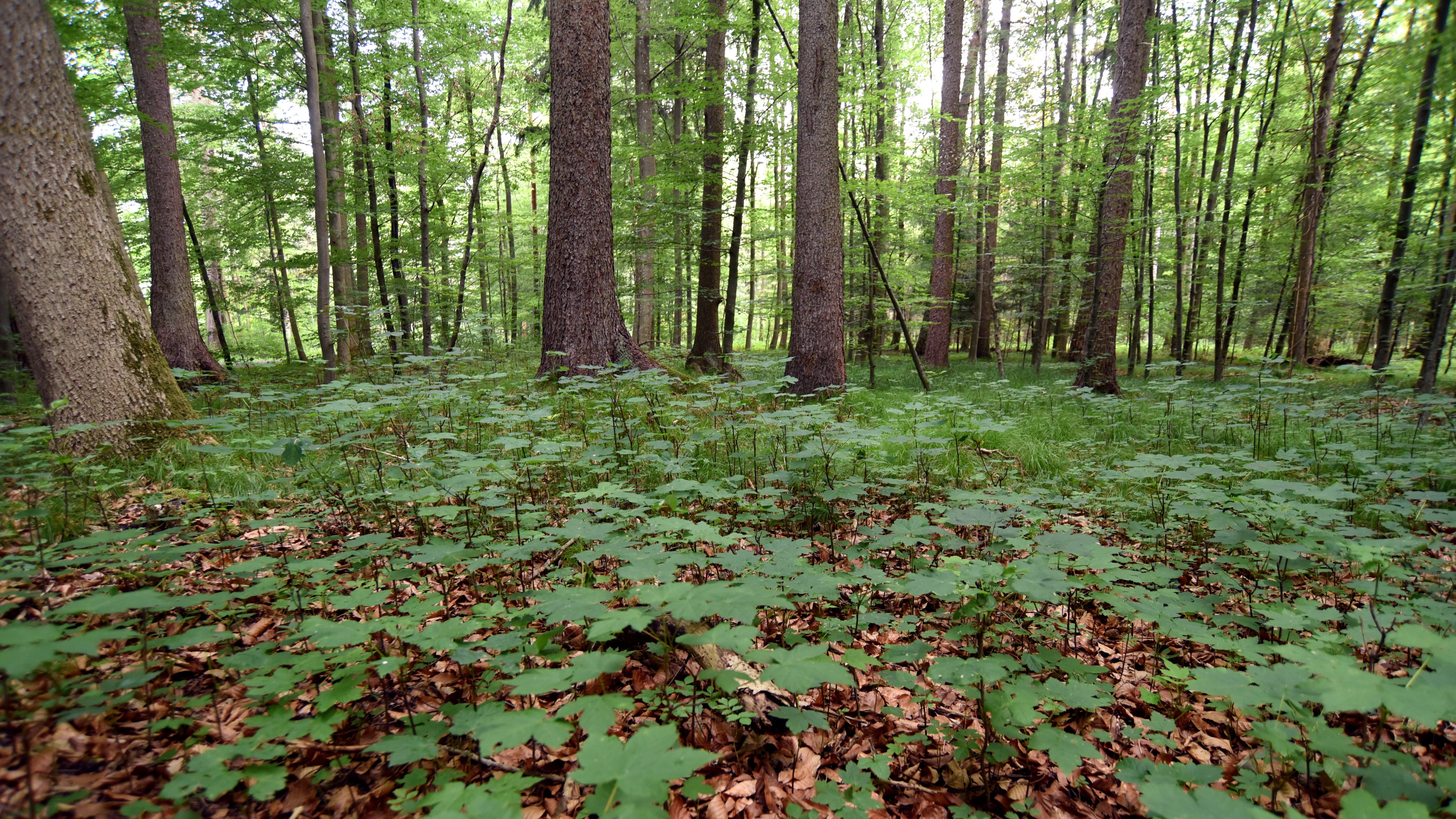 Blick in Mischwald mit wenig Unterholz