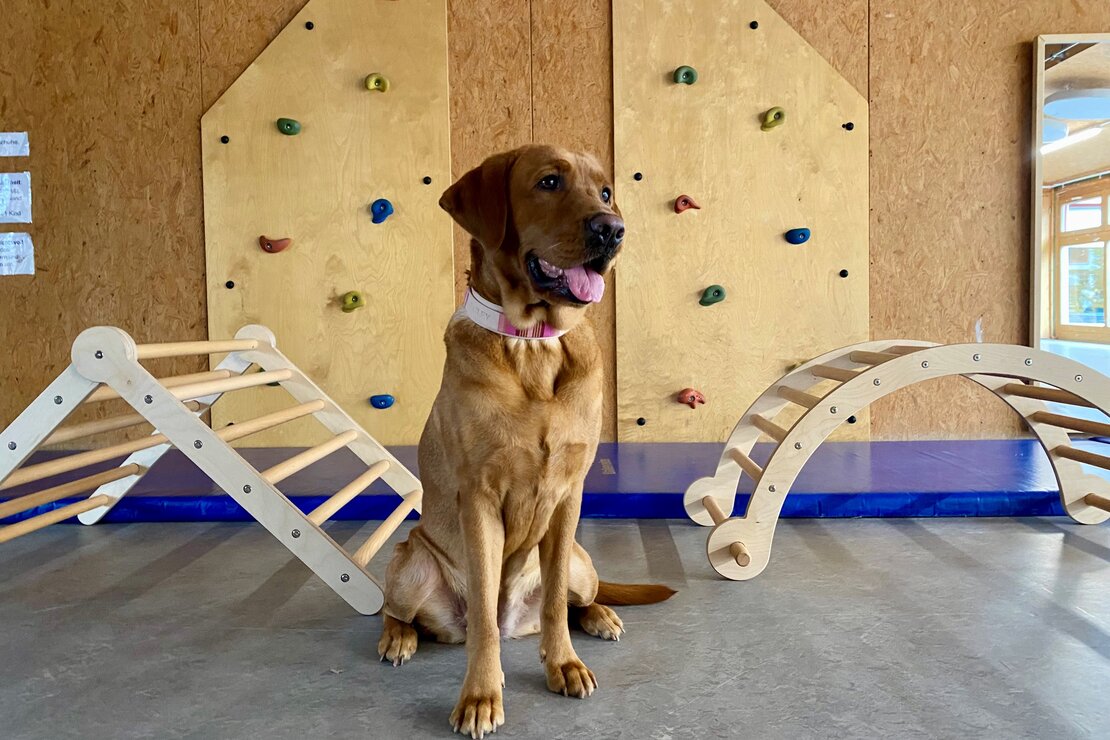 Therapiebegleithündin Bailey