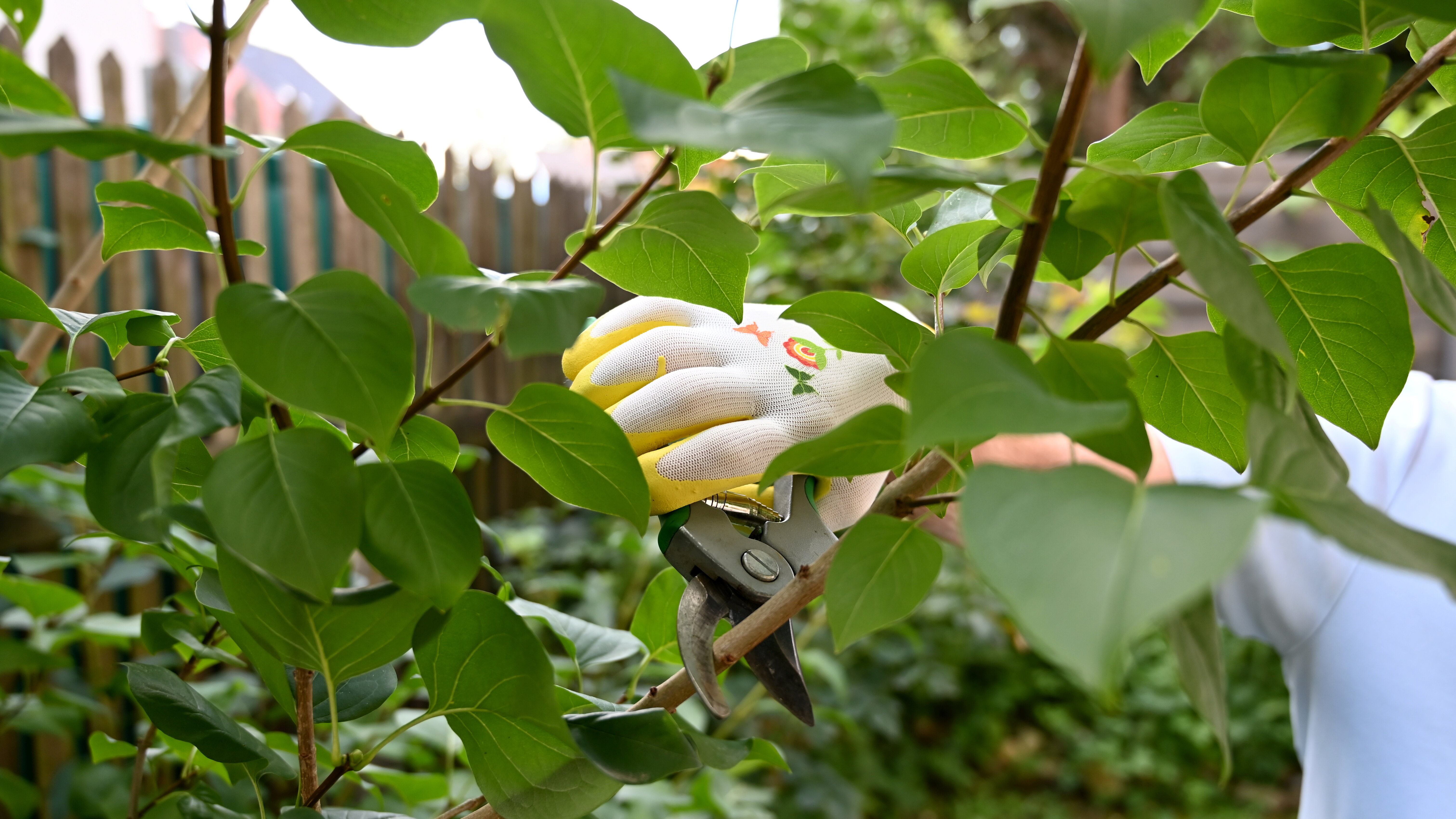 Hand in Schutzhandschuh schneidet mit einer Gartenschere einen belaubten Zwei ab