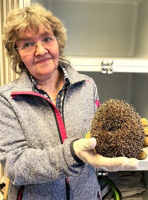 eine ältere Frau hält einen zusammengerollten Igel in die Kamera