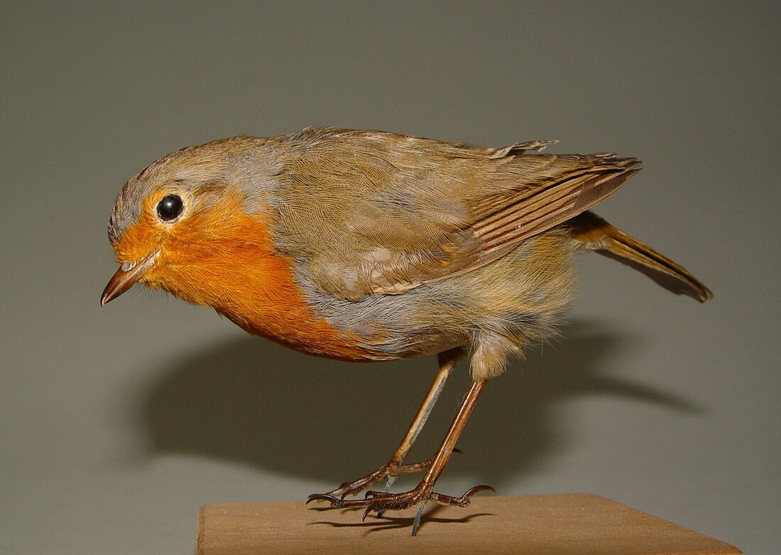 kleiner mittelbrauner Singvogel mit rotem Brustfleck