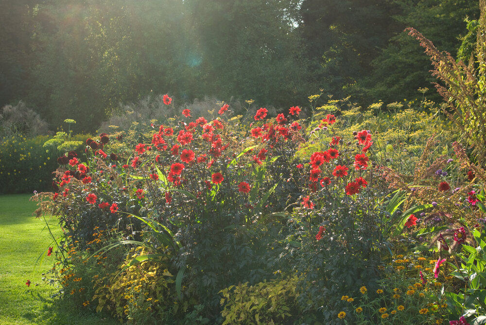 Herbststauden in bunter Fülle. Sie verwandeln viele Beete im Botanischen Garten in ein spätsommerliches Farbenmeer.