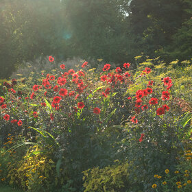 Herbststauden in bunter Fülle. Sie verwandeln viele Beete im Botanischen Garten in ein spätsommerliches Farbenmeer.