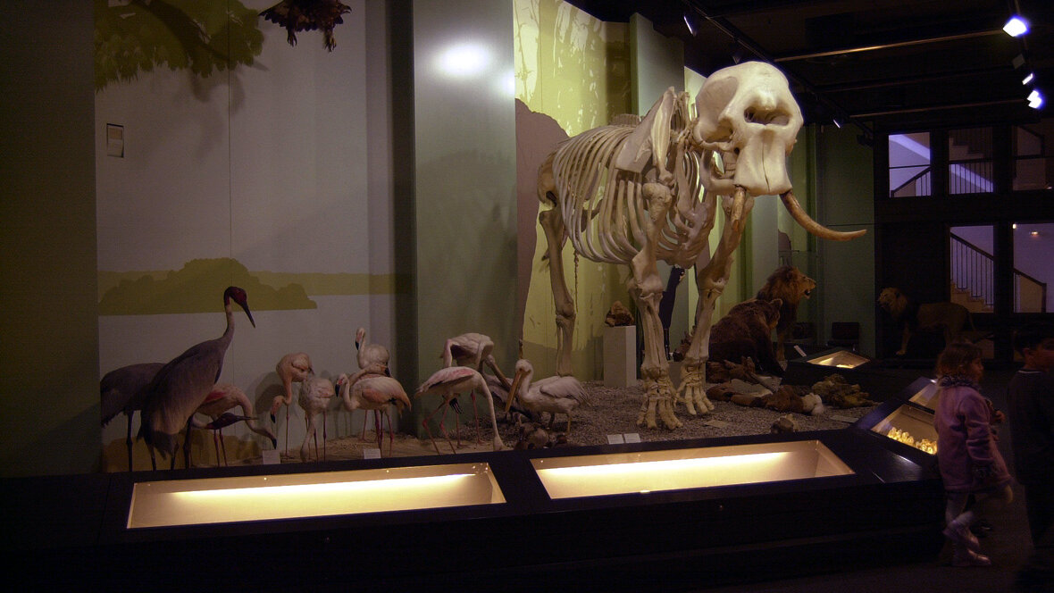 Tierskelette in einer Vitrine, darunter ein Elefant mit Stoßzähnen