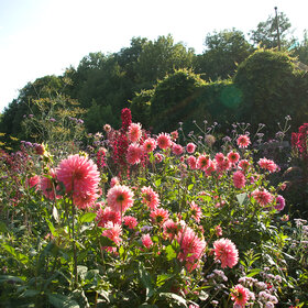 Herbststauden in bunter Fülle. Sie verwandeln viele Beete im Botanischen Garten in ein spätsommerliches Farbenmeer.