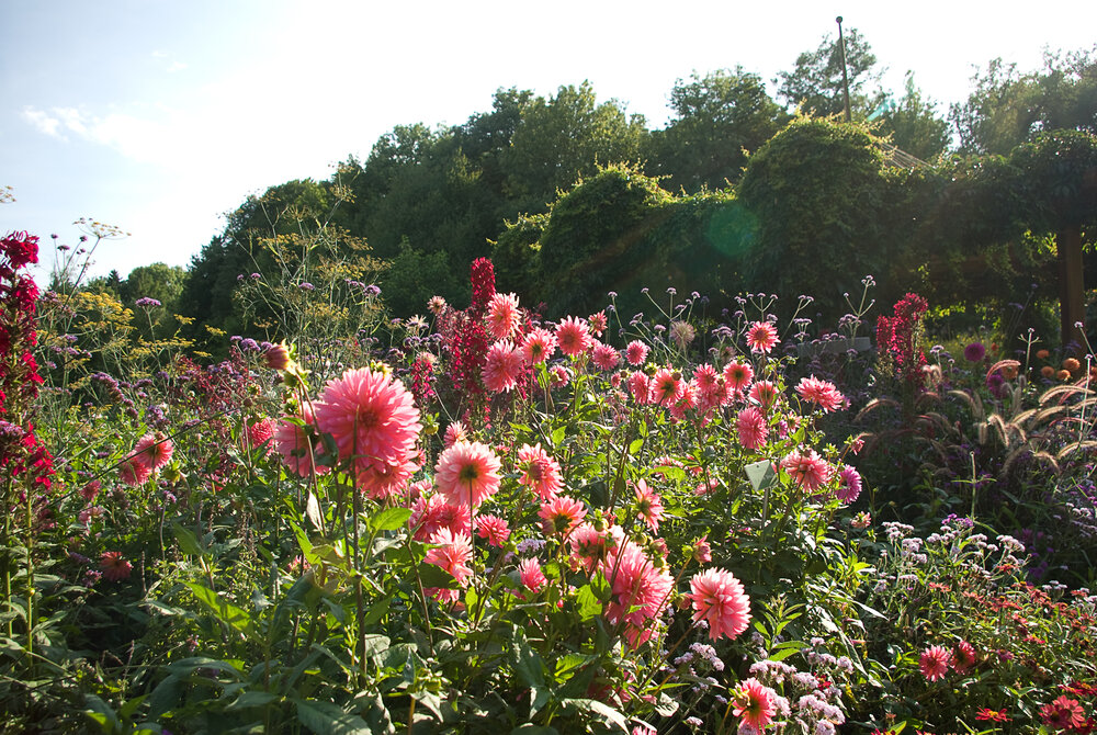 Herbststauden in bunter Fülle. Sie verwandeln viele Beete im Botanischen Garten in ein spätsommerliches Farbenmeer.