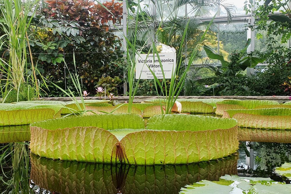 Große tropische Seerose das Bild, die nach und nach ihre riesigen Knospen öffnet. 
