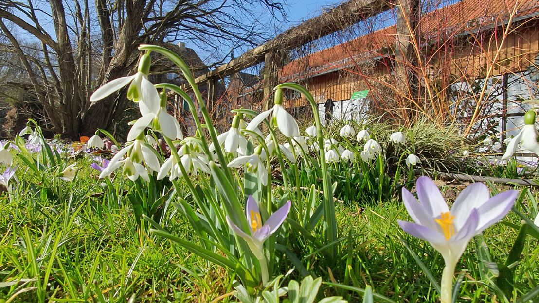 Schneeglöckchen und Krokusse in der Nahaufnahme vor einem holzbeplankten Gebäude