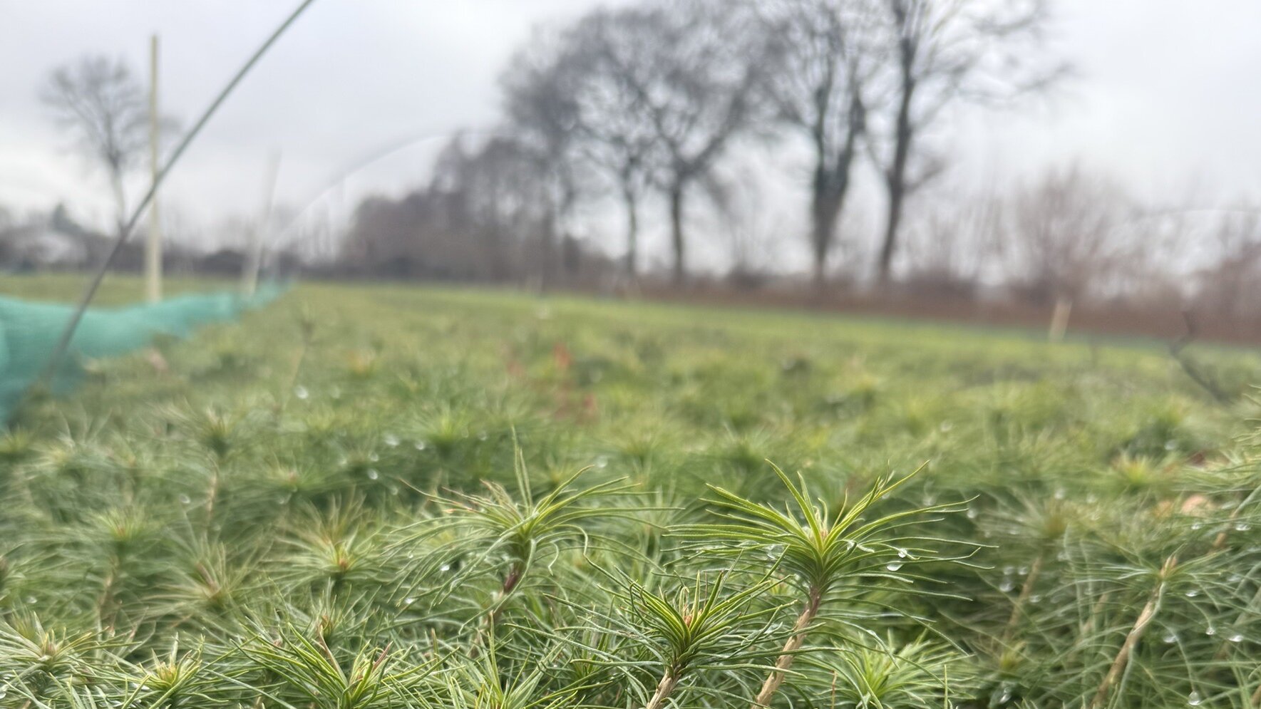 Ackerfläche, auf der Tausende kleiner Kiefern dicht an dicht heranwachsen; im Rand eine Allee kahler Bäume