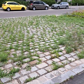 Auf dem Bild ist eine gepflasterte Fläche zu sehen. Zwischen den Pflastersteinen wachsen Gräser.