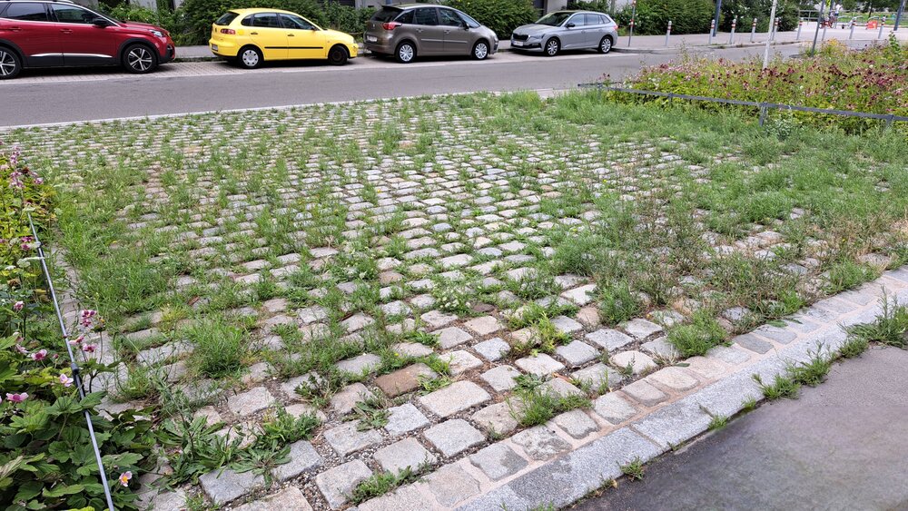 Auf dem Bild ist eine gepflasterte Fläche zu sehen. Zwischen den Pflastersteinen wachsen Gräser.