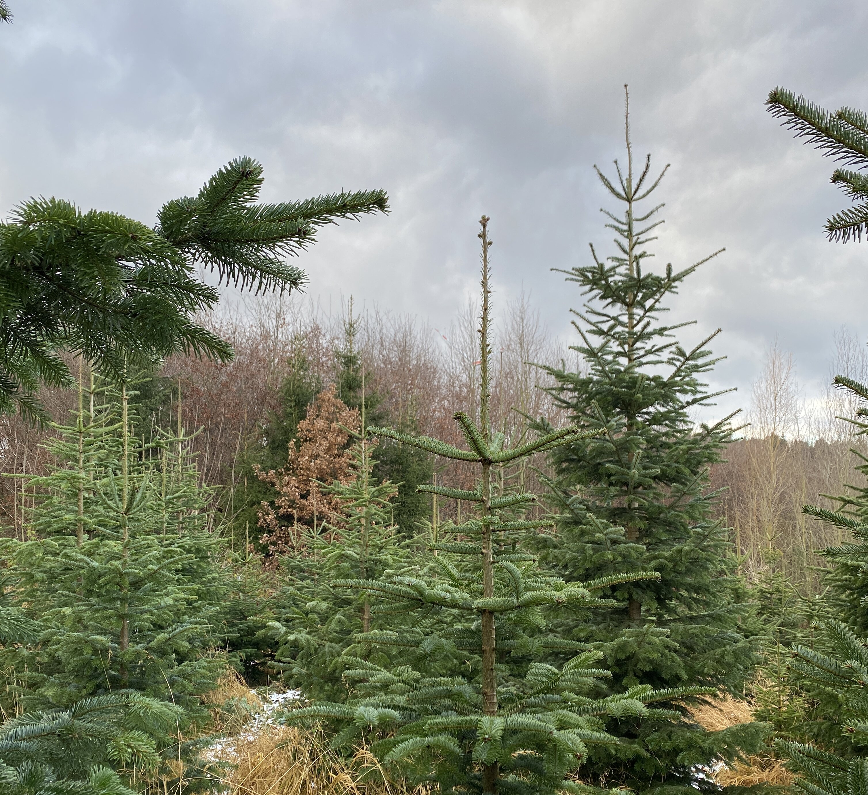 Bild von Weihnachtsbäumen im Wald