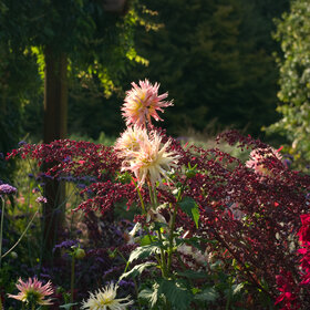 Herbststauden in bunter Fülle. Sie verwandeln viele Beete im Botanischen Garten in ein spätsommerliches Farbenmeer.