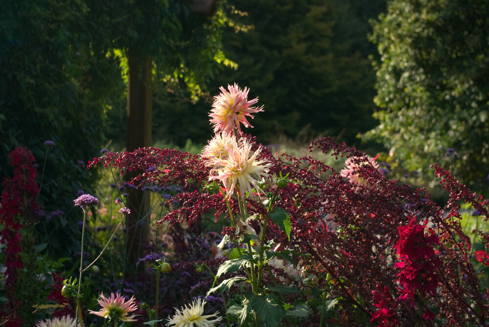 Herbststauden in bunter Fülle. Sie verwandeln viele Beete im Botanischen Garten in ein spätsommerliches Farbenmeer.