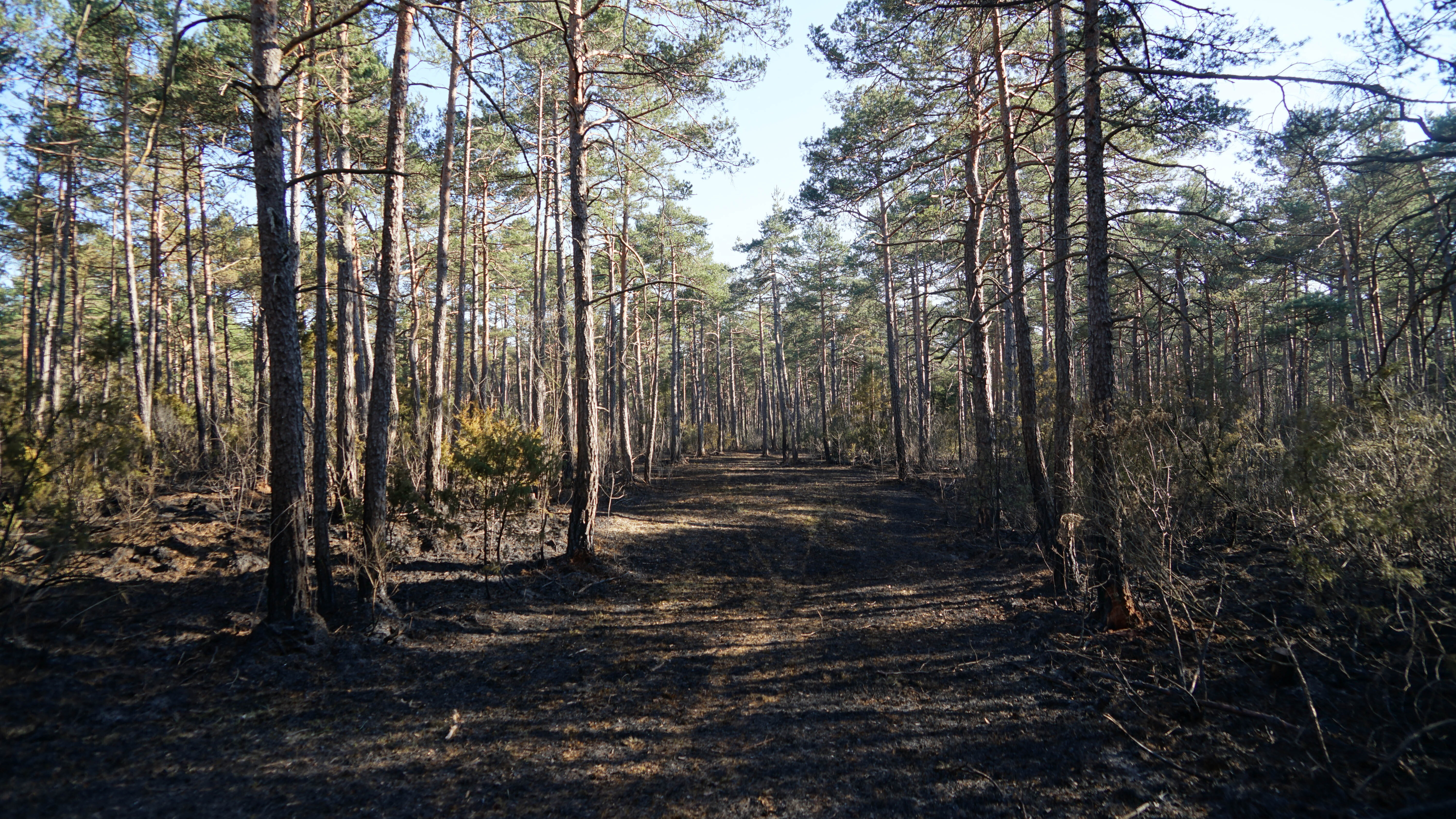 Blick in einen Wald. Am Boden und an den Bäumen sind Rußspuren sichtbar.