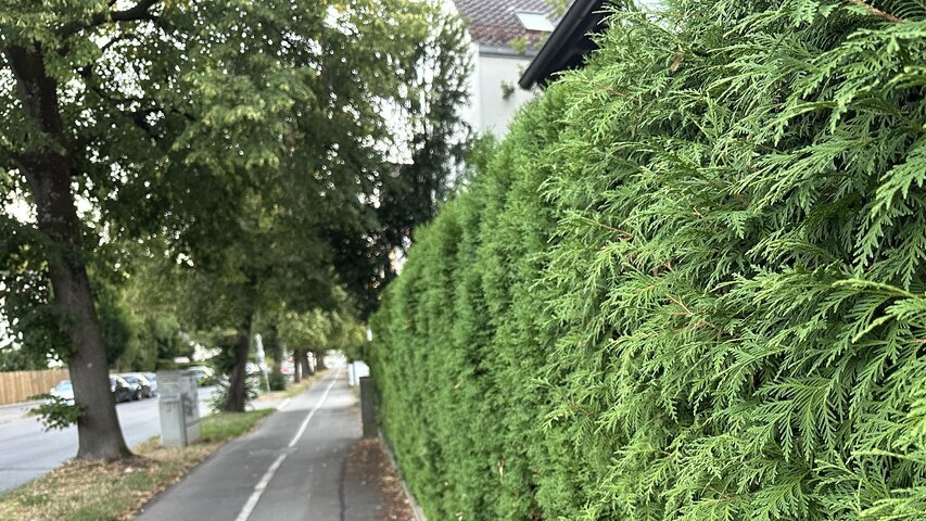 Gehweg mit Thuja-Hecke rechts und Baumreihe links