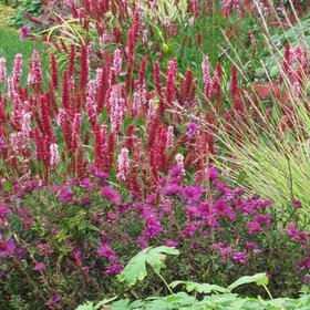 Herbststauden in bunter Fülle. Sie verwandeln viele Beete im Botanischen Garten in ein spätsommerliches Farbenmeer.