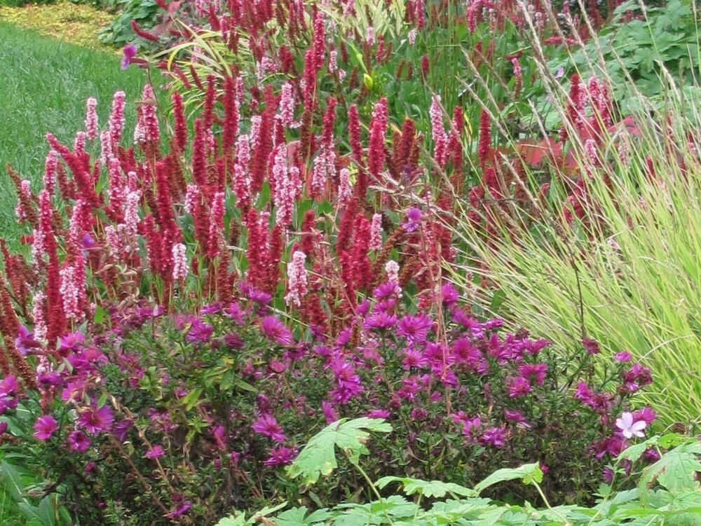 Herbststauden in bunter Fülle. Sie verwandeln viele Beete im Botanischen Garten in ein spätsommerliches Farbenmeer.