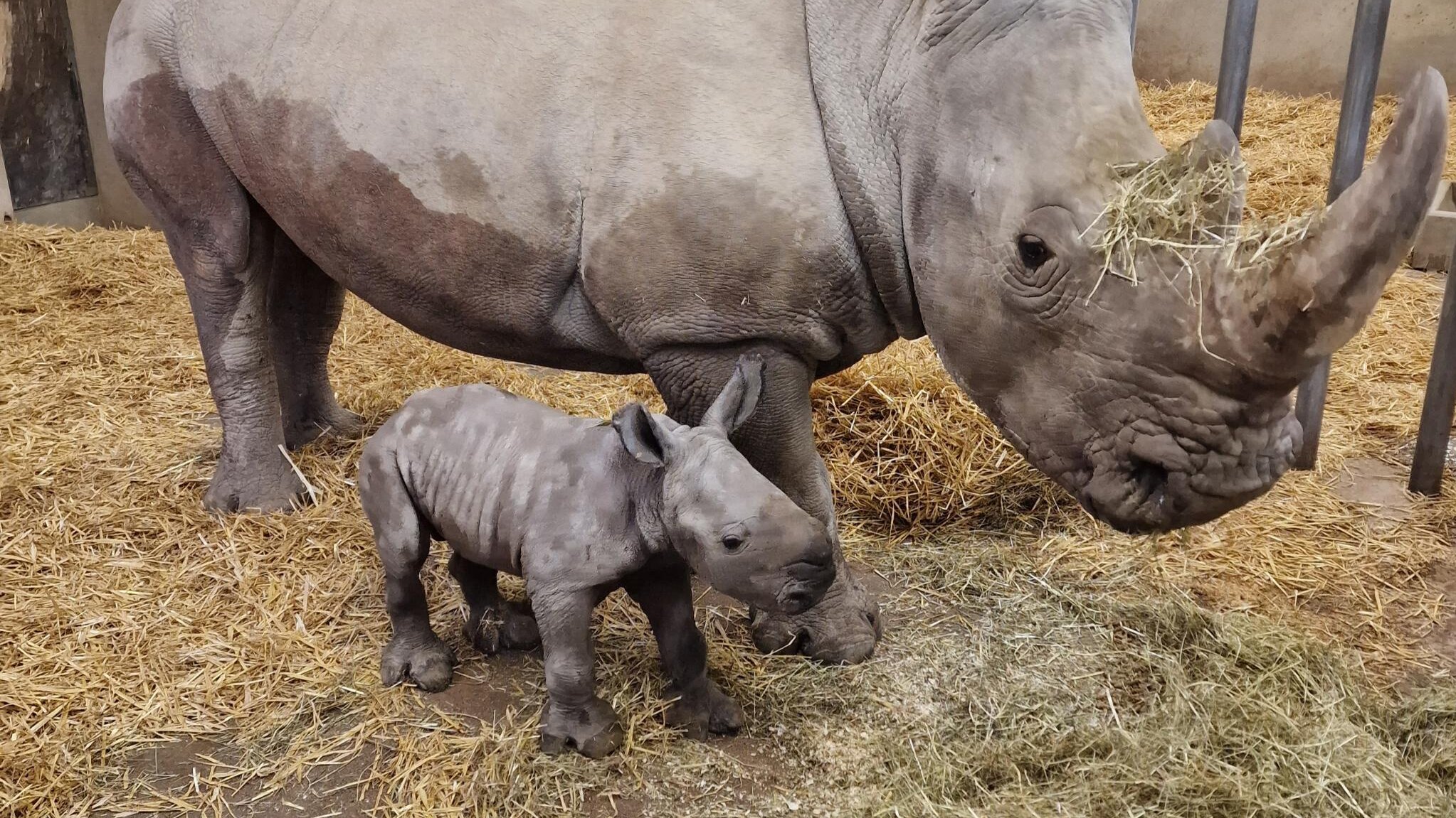 Eine nashorn-Mutter mit einem neugeborenen Nashorn