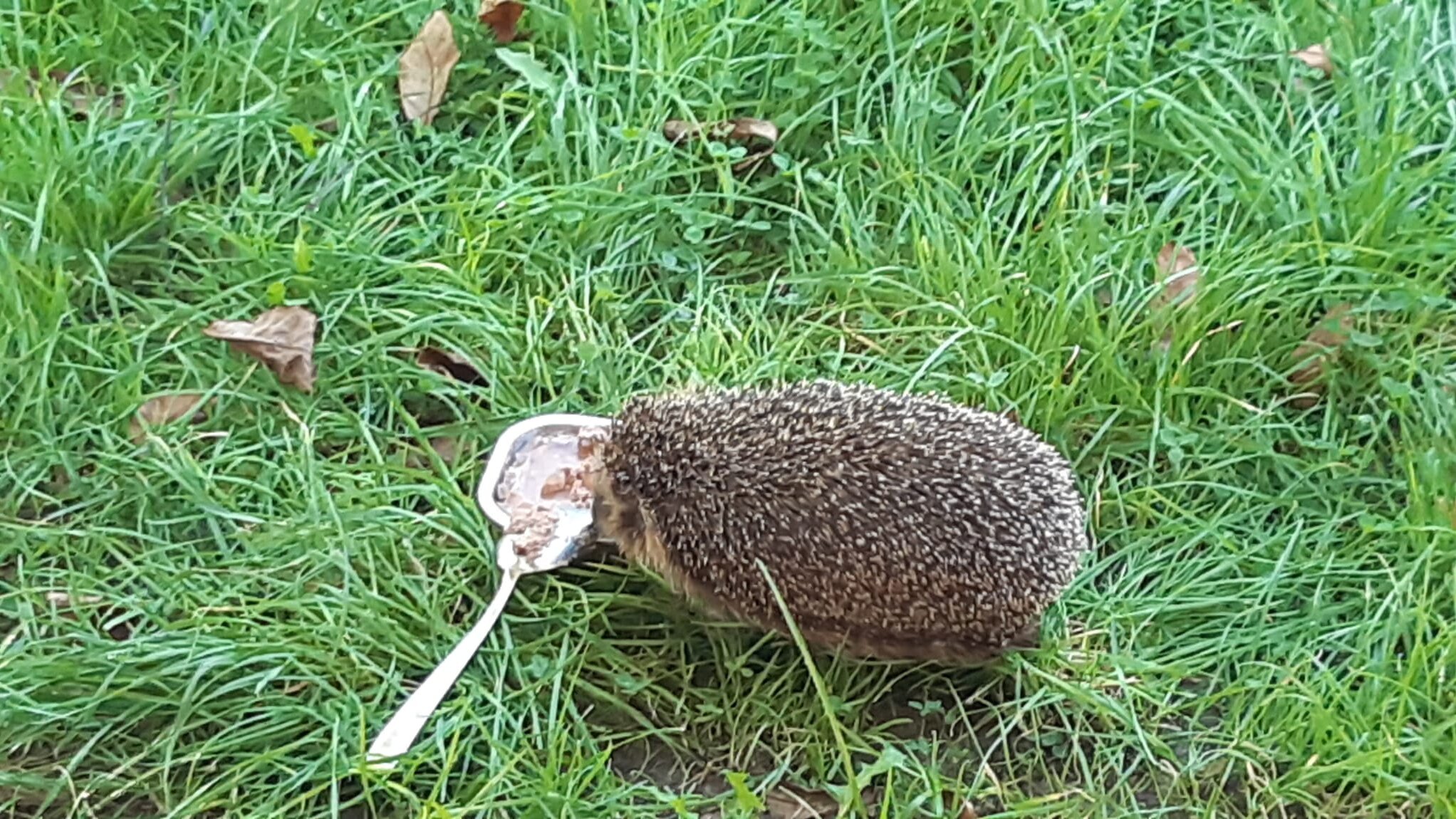 Ein Igel sitzt im hohen Gras und frisst