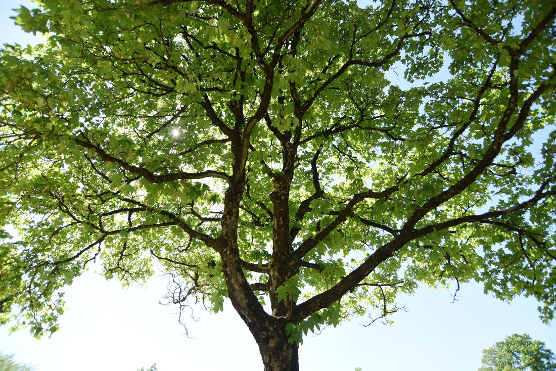 belaubter Großbaum