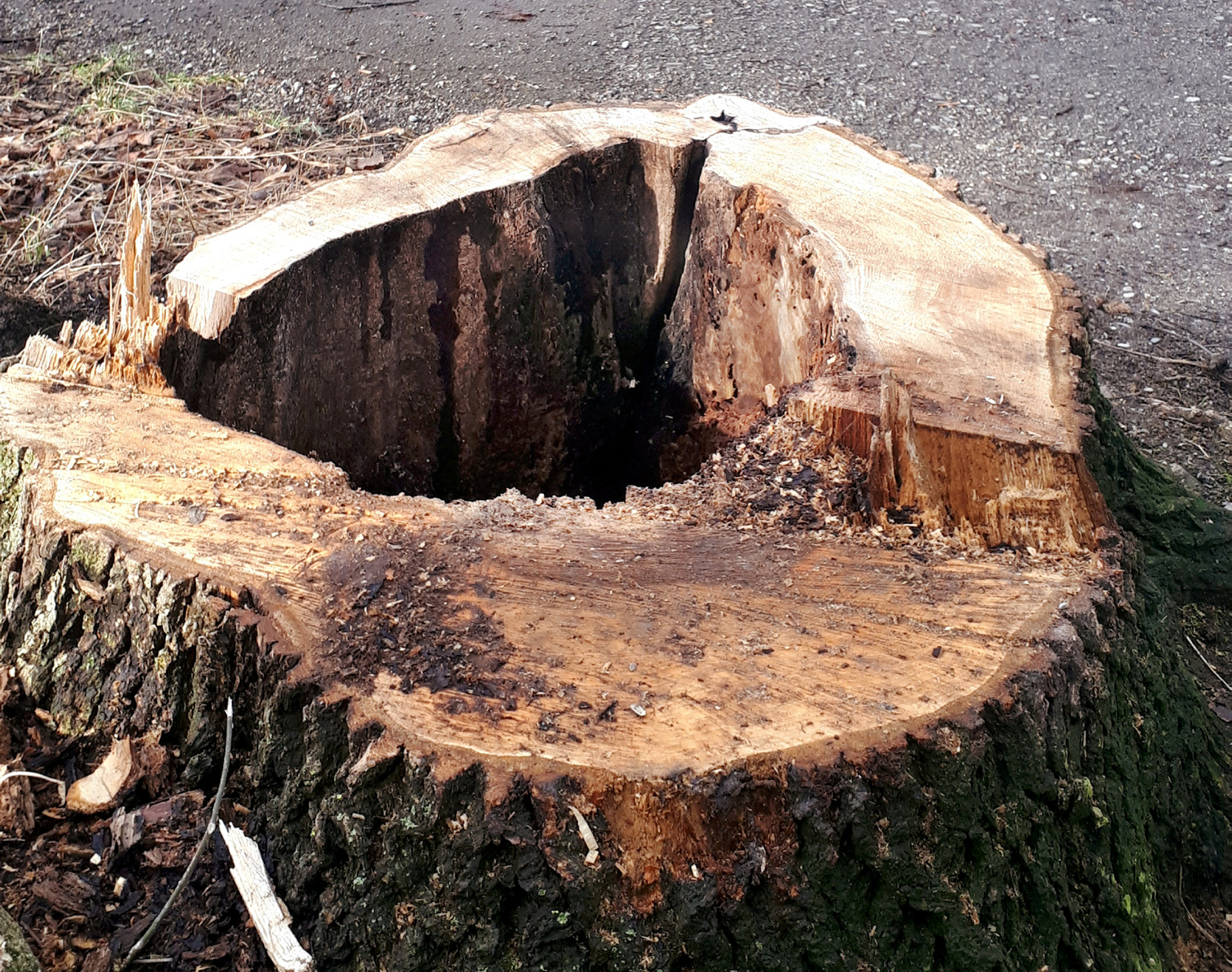 Ein im Wurzelbereich abgebrochener Baum; der Baumstumpf ist innen hohl