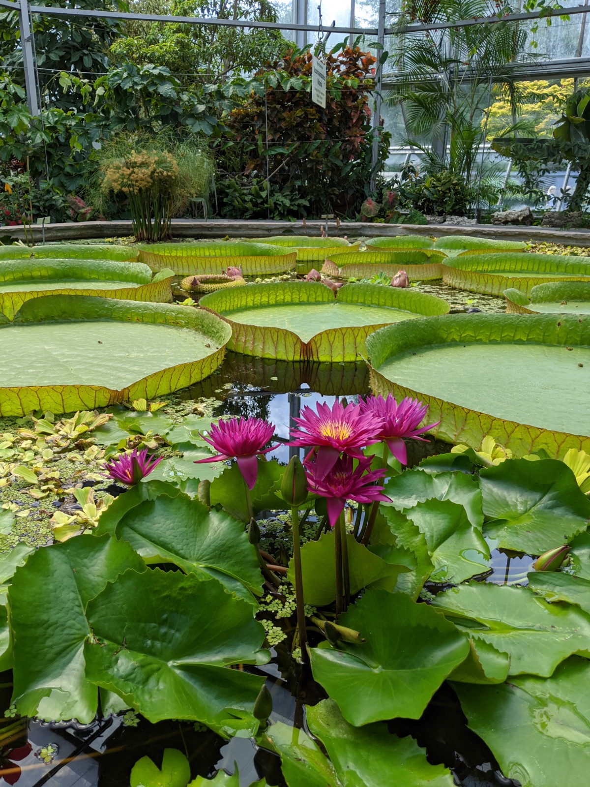 41+ neu Vorrat Tropische Nächte Botanischer Garten - Tropische Nachte Im Botanischen Garten - Weitere termine und informationen im veranstaltungskalender von berlin.de