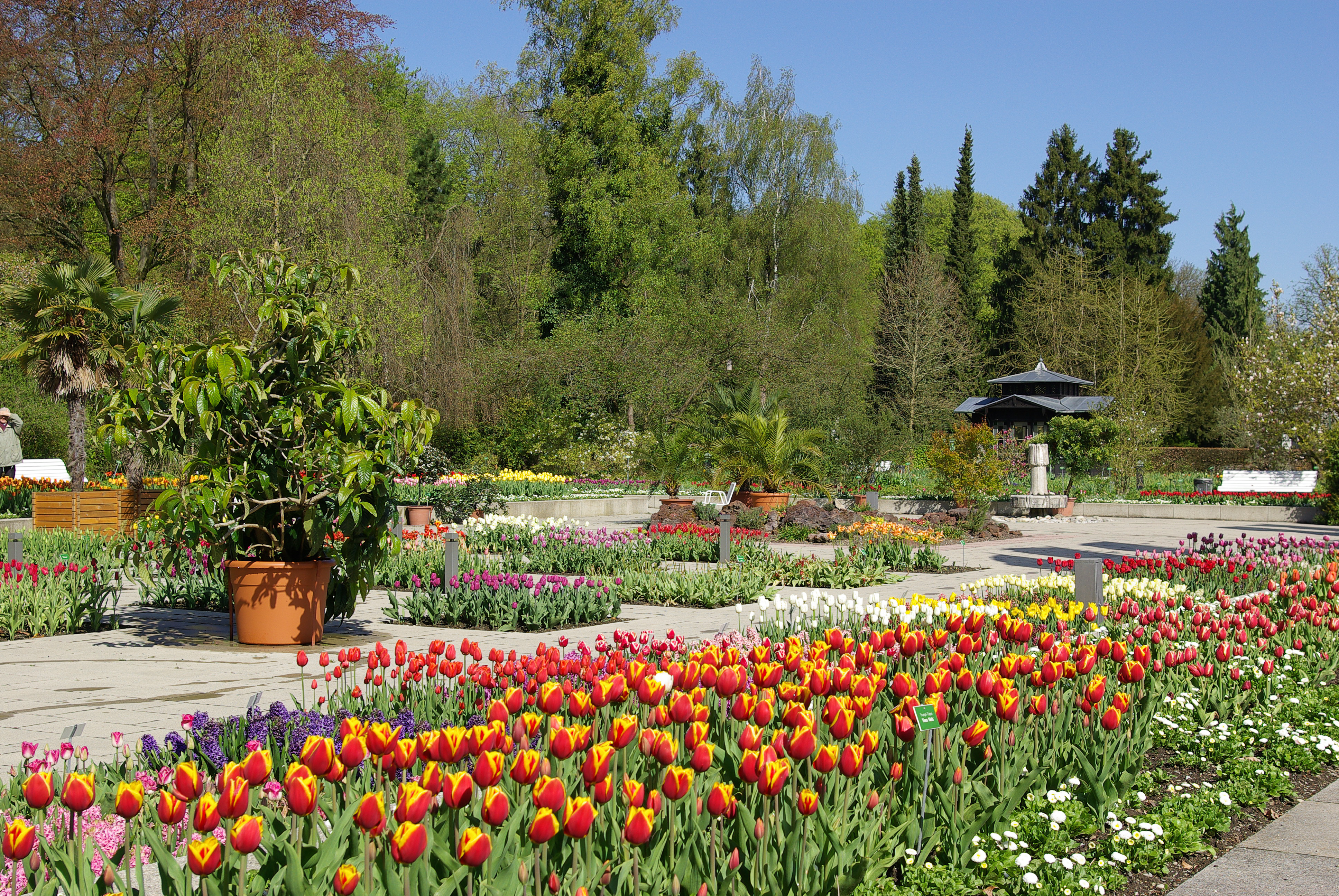 Eine blühende Wiese im Stadtgarten.